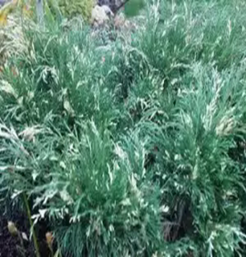 Можжевельник казацкий Вариегата Juniperus sabina Variegata